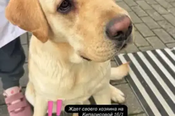 Найдена собака, Сочи, фото: Найдена собака, Кипарисовая улица, 16/1, Сочи - ласковая, без ошейника