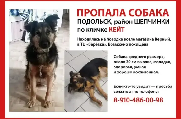 Пропала собака, улица Ватутина, 81, Подольск - окрас похож на овчарочий - photo