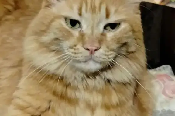 Пропал кот, Союзная улица, Химки - рыжий, на половину мейн кун - photo