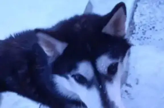 Найдена собака, Чебоксары, фото: Найден собака, Нижняя улица, 52, Чебоксары - игривый и контактный