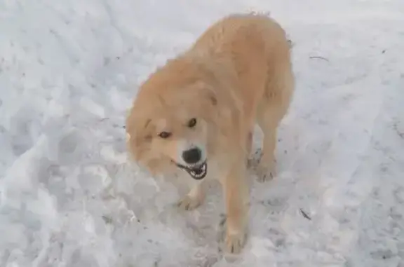 Найденные животные Саратов, фото: Найден собака, 1-й Соколовогорский проезд, 6, Саратов - ласковый и голодный
