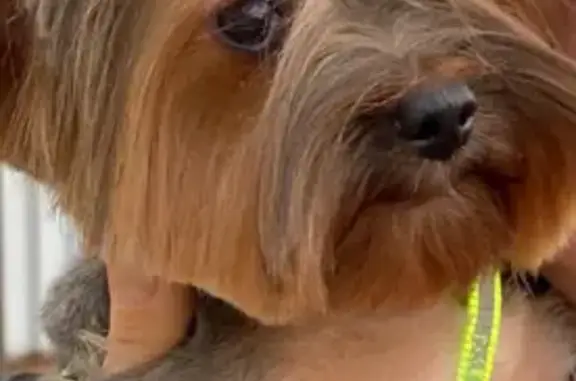 Пропала собака, Бакшейка, Матвеевское - ласковая, окрас тёмный - photo