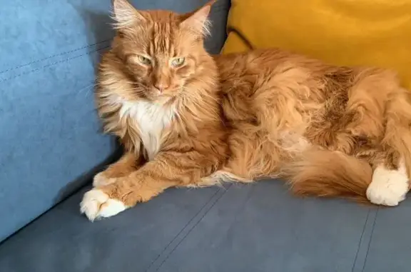 Пропал кот, Телевизионная улица, 38, Омск - рыжий, пугливый и ласковый - photo