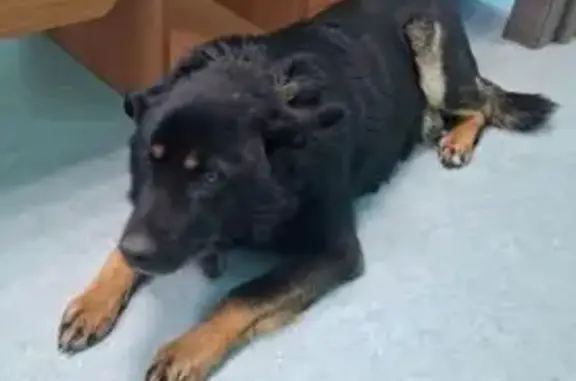 Пропал собака, Мегион, тёмный с рыжими пятнами и тёмно зелёным ошейником - photo