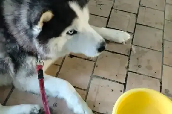 Найдена собака, Домодедово, фото: Найден хаски, проспект Академика Туполева, 20, Домодедово - мальчик с голубыми глазами