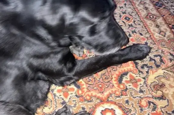 Найдена собака, Ярославль, фото: Найден собака, мужской, Сквозной переулок, Ярославль - чёрный молодой лабрадор