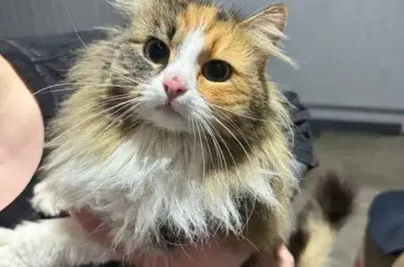 Найдена кошка, Краснодар, фото: Найдена кошка, поселок Индустриальный, Краснодар - явно домашняя