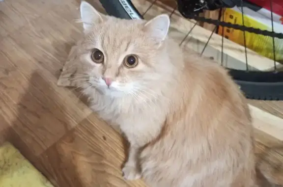 Пропал кот, улица Мира, городской округ Пенза - большой пушистый рыжий - photo