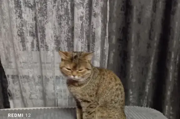 Пропала кошка, Засечное, Пензенская область - кончик хвоста как сломан - photo