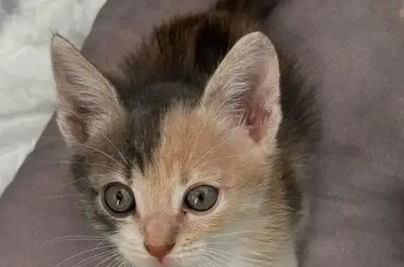 Пропала кошка, Заводская улица, 25, Ростов-на-Дону - трёхцветная с серой и персиковой мордочкой - photo