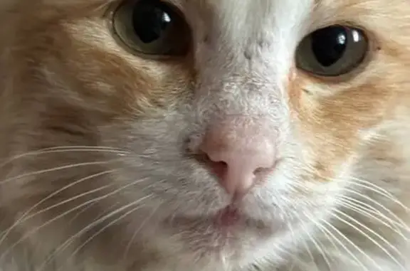 Пропал кот, Безымянная улица, 17, Белинский - рыжий с голубым ошейником - photo