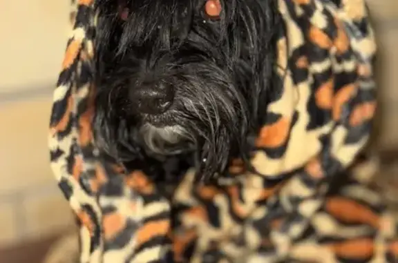 Найдена собака, Ейск, фото: Найдена собака, улица Свободы, Ейск - похож на терьера