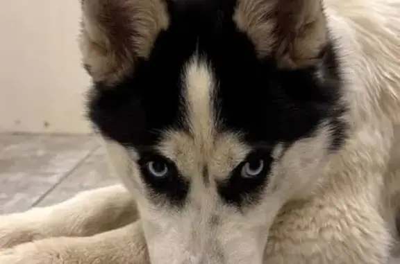 Найдена собака, Оренбург, фото: Найдена собака, Пролетарская улица, 288/2, Оренбург - хаски девочка молодая