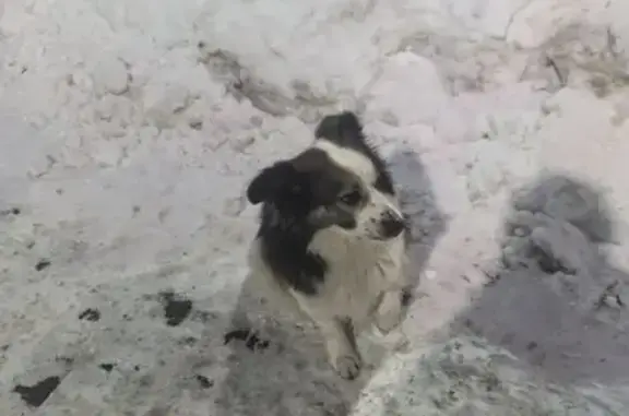 Найдена собака, Тула, фото: Найдена собака, Октябрьская улица, Тула