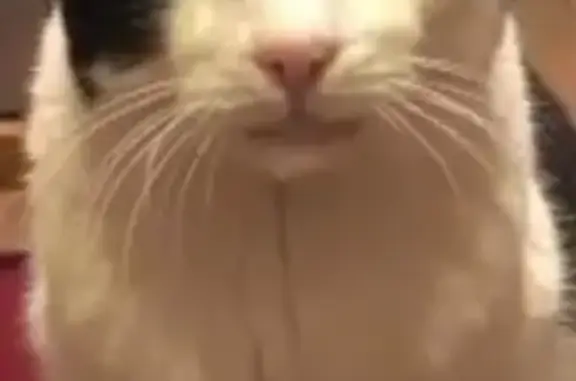 Пропал кот, 1-й Северный переулок, Иваново - черно-белый, беззубый - photo