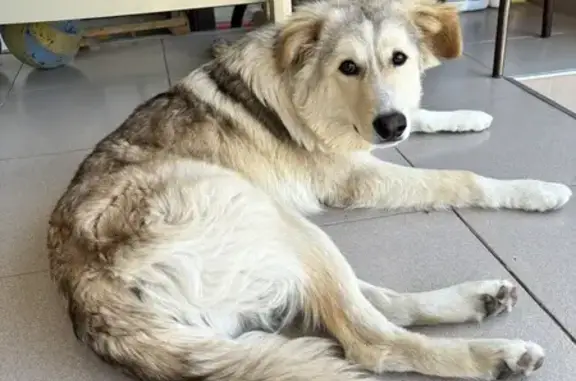 Пропала собака, мужской, Пионерская улица, Нальчик - рыже-бежевый окрас, оранжевый ошейник - photo