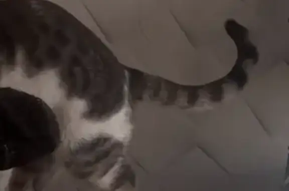 Пропал кот, проспект Станке Димитрова, Брянск - леопардовые пятна на спине - photo