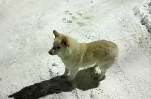 Найдена собака, Пенза, фото: Найдена собака, 3-й проезд Можайского, Пенза - чистая и домашняя