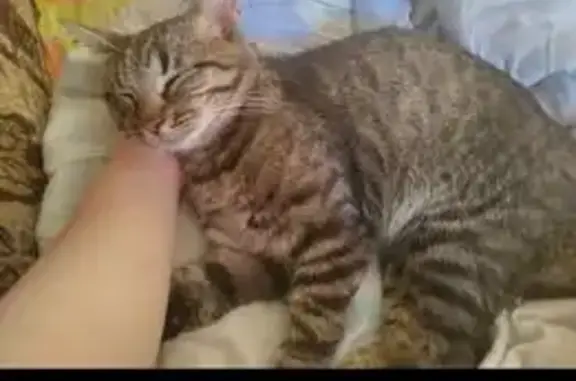 Пропал кот, Печёрская улица, 131, Самара - ушел гулять и не вернулся - photo