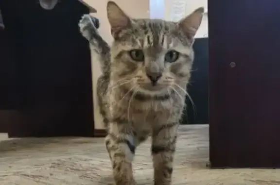 Найдена кошка, Казань, фото: Найден кот, улица Карла Маркса, 72, Казань - кастрированный, ласковый