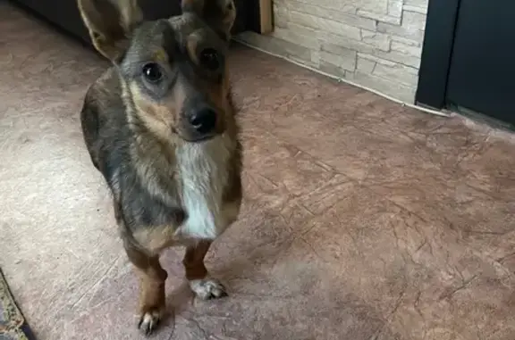 Найдена собака, Воронеж, фото: Найдена собака, женский пол, улица Машиностроителей, 88, Воронеж