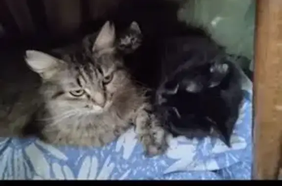 Пропала кошка, Печёрская улица, 131, Самара - photo