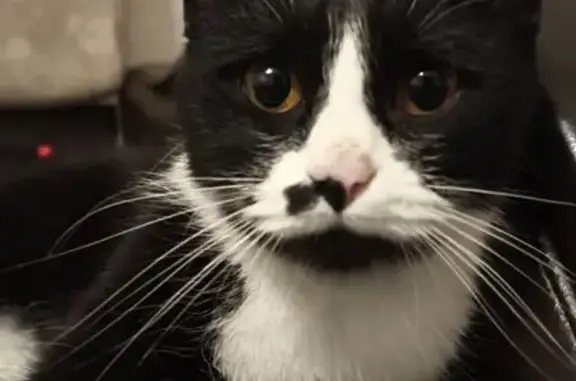 Пропала кошка, проспект Победы, 71, городской округ Липецк - чёрно-белая с чёрным пятнышком на носике - photo