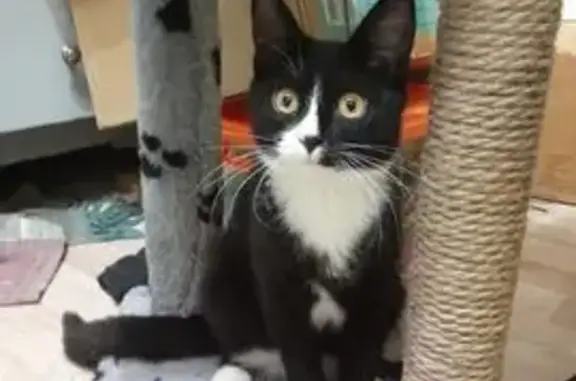 Пропал кот, улица Дружбы, 13, Нижний Новгород - чёрное тело, белая грудка - photo