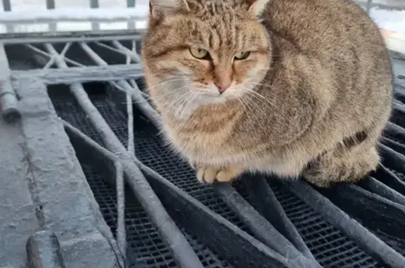 Найдена кошка, Москва, фото: Найдена кошка, Бережковская набережная, 4, Москва - чистая и ласковая