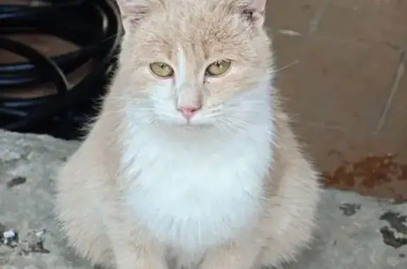 Найдена кошка, Таруса, фото: Найден кот, Весёлая улица, 11, Таруса - ласковый и нуждающийся в помощи