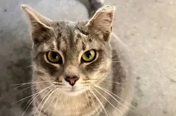 Найдена кошка, Оренбург, фото: Найдена кошка, улица Терешковой, 128, Оренбург