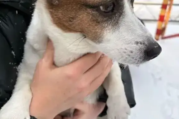 Найдена собака, Омск, фото: Найден собака, мужской, 21-я Амурская улица, Омск - Джек Рассел, крупный