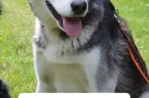 Потерянные животные Берёзовский, фото: Пропал собака, улица Воротникова, Берёзовский - разноцветные глаза, чёрно-белый окрас