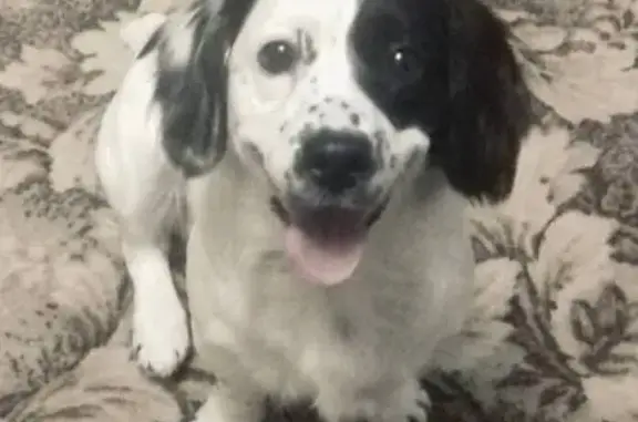 Пропала собака, Полковая улица, 485, Славянск-на-Кубани - photo