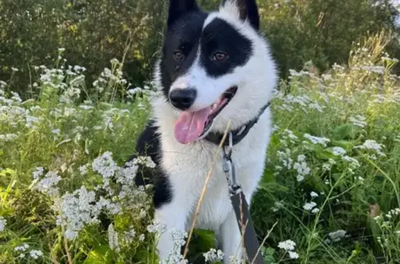 Пропала собака, Рябово, Ленинградская область - кобель русско-еврейской лайки - photo