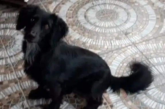 Пропала собака, Дубковая улица, 41, Старобжегокайское сельское поселение - маленькая и пушистая, зовут Линда - photo