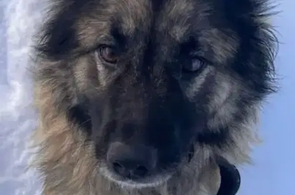 Потерянные животные Инза, фото: Пропала собака, женский пол, улица Фурманова, Инза