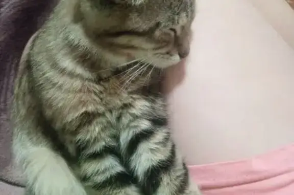 Пропала кошка, Новый переулок, 40, Урюпинск - полосатая трёх цветка - photo