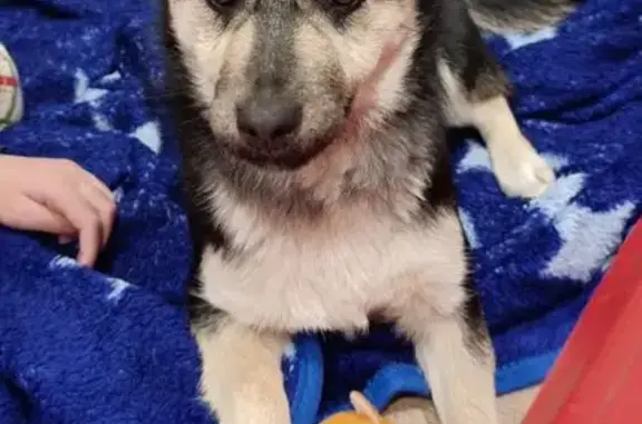 Найдена собака, Георгиевск, фото: Найдена собака, женский пол, улица Гагарина, 1, Георгиевск - дружелюбная и любит детей