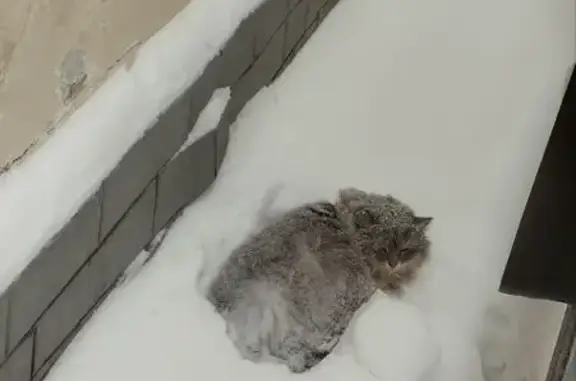 Найдена кошка, Москва, фото: Найдена кошка, улица Пречистенка, 37 с6, Москва - пушистая сибирская миниатюрная девочка