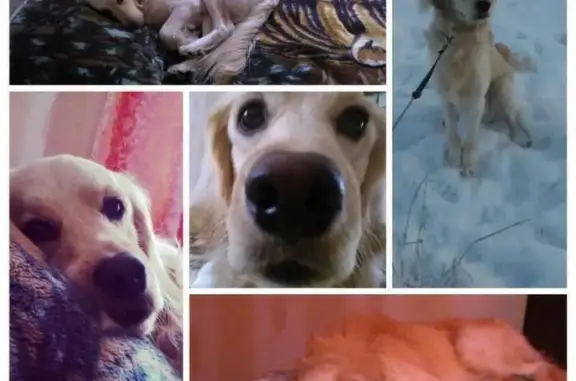 Ретривер золотистый, худощавый