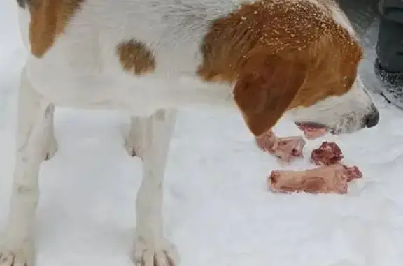 Найдена собака, Цементный, фото: Найдена собака, мужской, Больничный переулок, Цементный