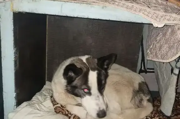 Найдена собака, Домодедово, фото: Найдена собака, Домодедово - помесь хаски с разными глазами