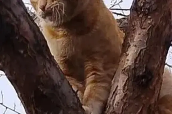 Пропал кот, улица Летягина, 24, Троицк - рыжий, ушел из дома - photo