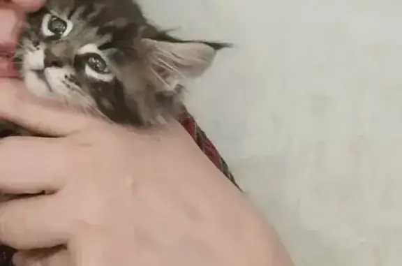 Пропал кот, проезд Газовиков, 14, Оренбург - мейн-кун, мальчик - photo