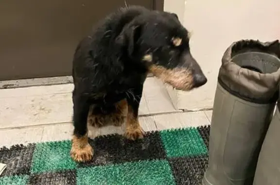 Найдена собака, Петрозаводск, фото: Найден собака, мужской, улица Ломоносова, 55Б, Петрозаводск