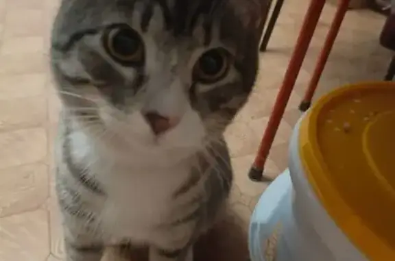 Найденные животные Новомичуринск, фото: Найдена кошка, улица Строителей, 23, Новомичуринск - серо-голубая в полоску