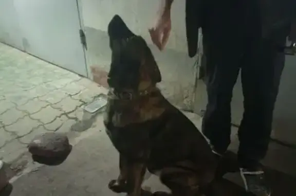 Найдена собака, Нальчик, фото: Найдена собака, Нальчик, Кабардино-Балкария - тёмного цвета с ошейником