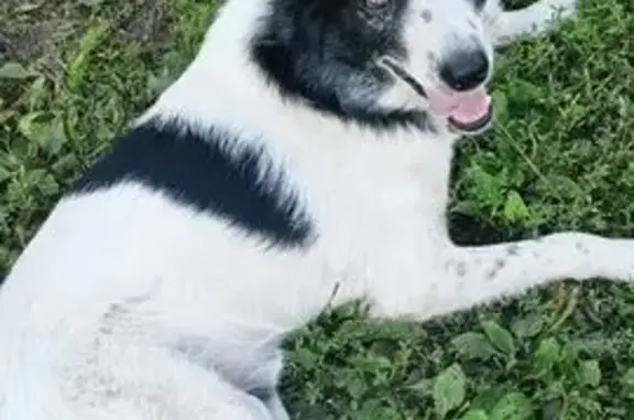 Пропал собака, Брянск, Брянская область - белый с черными пятнами - photo