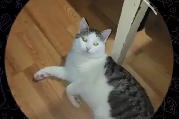 Пропал кот, улица Октябрьской Революции, Коломна - напуган и не кастрирован - photo